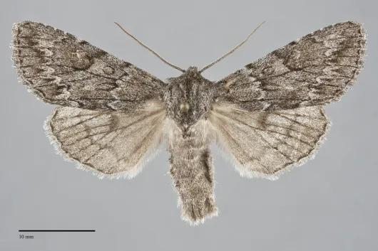 Andropolia contacta
