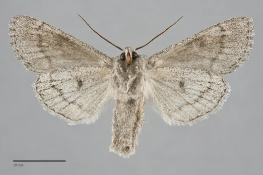 Andropolia contacta