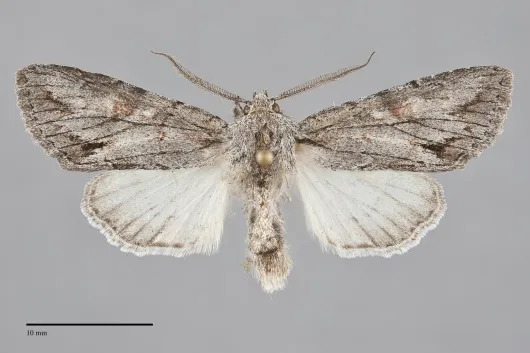 Andropolia diversilineata
