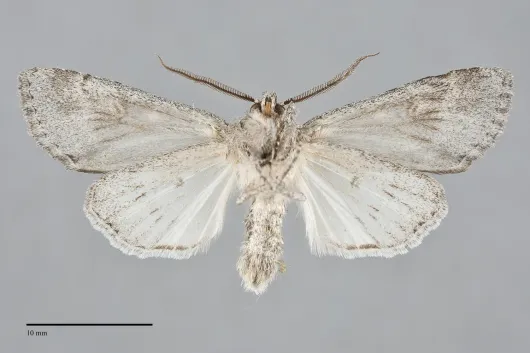 Andropolia diversilineata