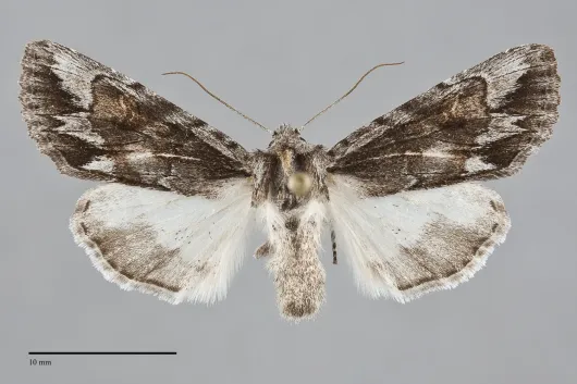 Andropolia diversilineata