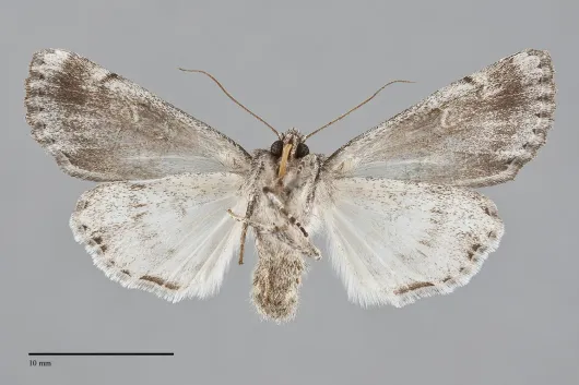 Andropolia diversilineata