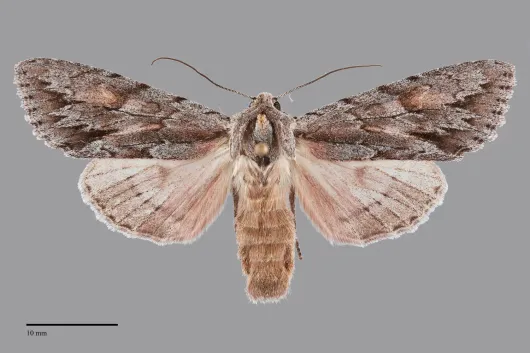 Andropolia theodori