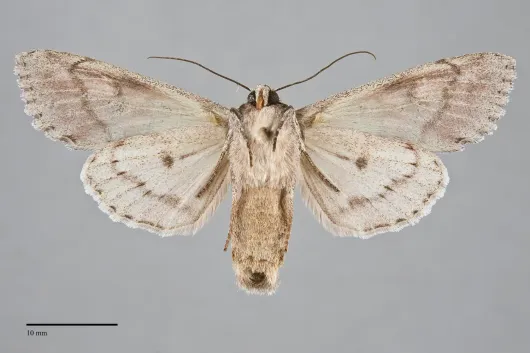 Andropolia theodori