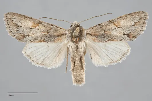 Andropolia theodori