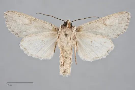 Andropolia theodori