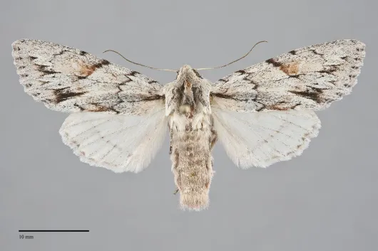 Andropolia theodori