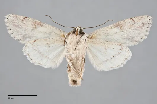 Andropolia theodori
