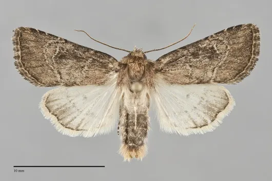 Anhimella contrahens
