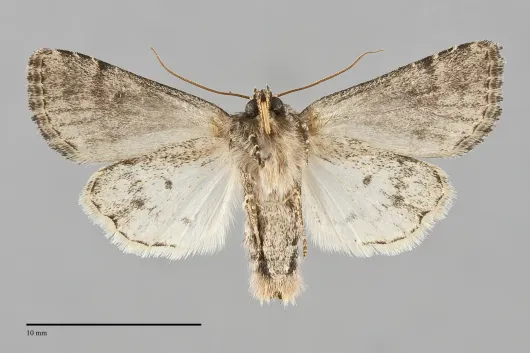 Anhimella contrahens