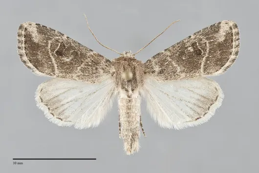Anhimella pacifica