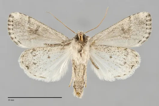Anhimella pacifica