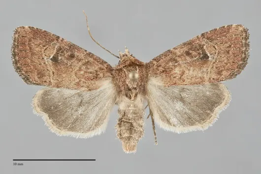 Anhimella perbrunnea