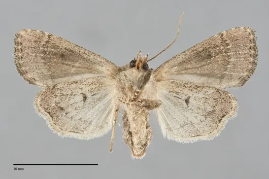 Anhimella perbrunnea