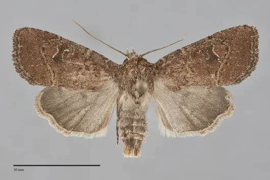 Anhimella perbrunnea
