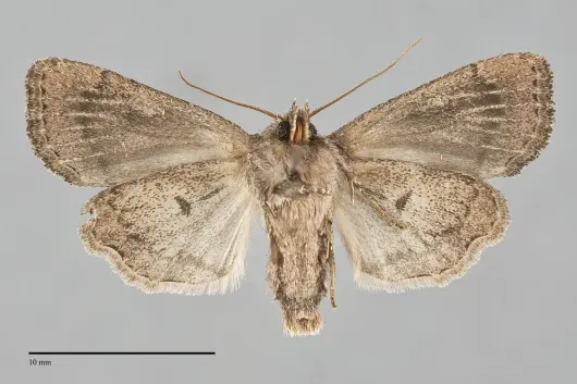 Anhimella perbrunnea