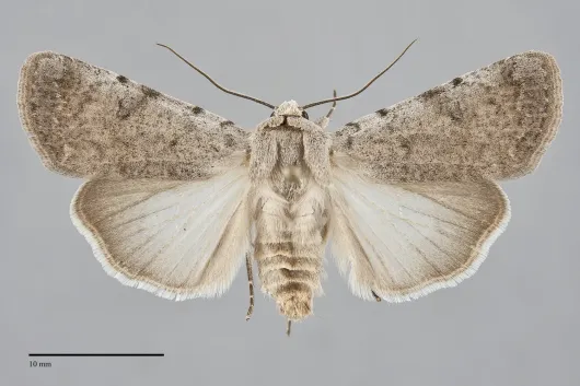 Anicla exuberans