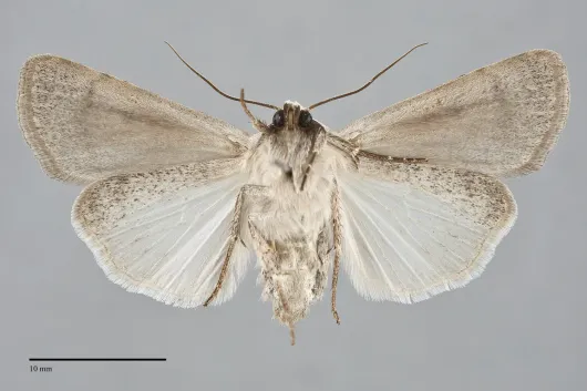 Anicla exuberans