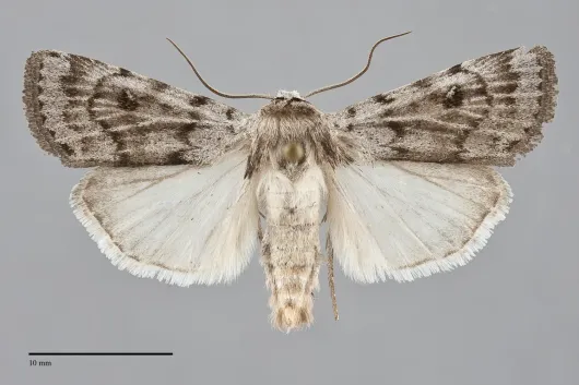 Anicla tepperi