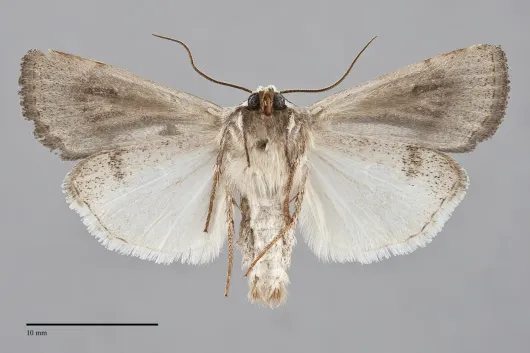 Anicla tepperi