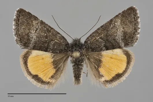 Annaphila arvalis