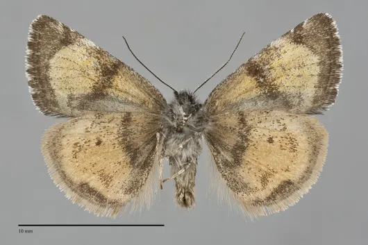 Annaphila arvalis