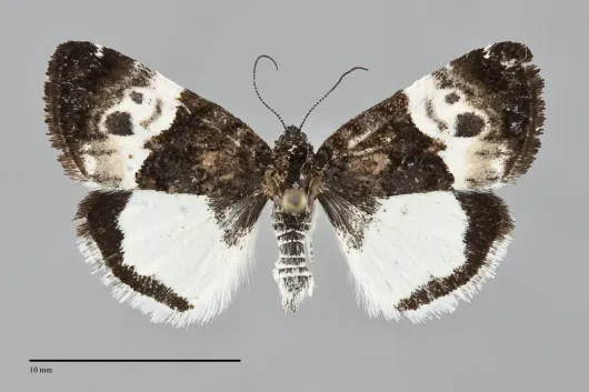 Annaphila casta