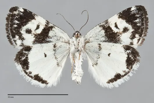 Annaphila casta