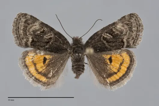 Annaphila danistica