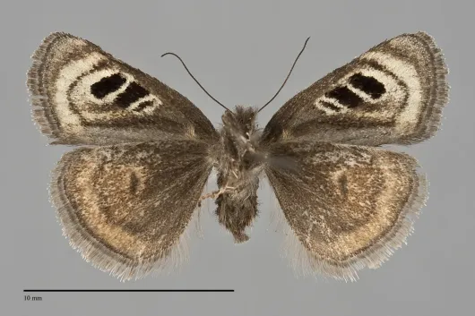 Annaphila danistica