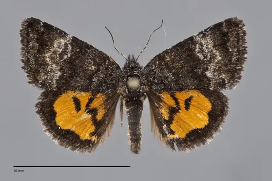 Annaphila decia