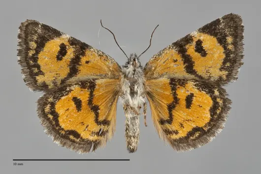 Annaphila decia