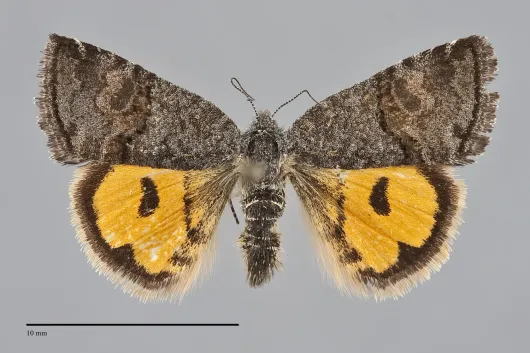 Annaphila depicta