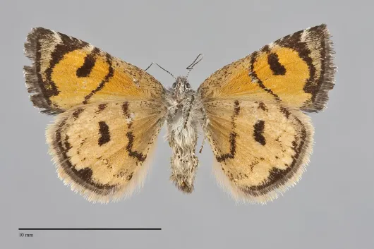 Annaphila depicta