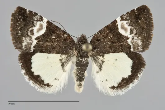 Annaphila diva