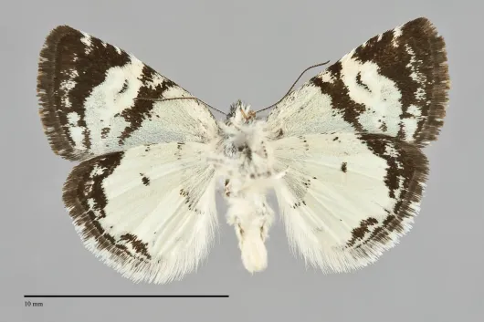 Annaphila diva