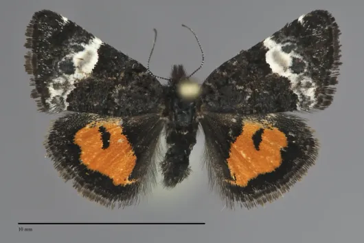 Annaphila divinula