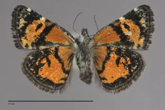 Annaphila divinula
