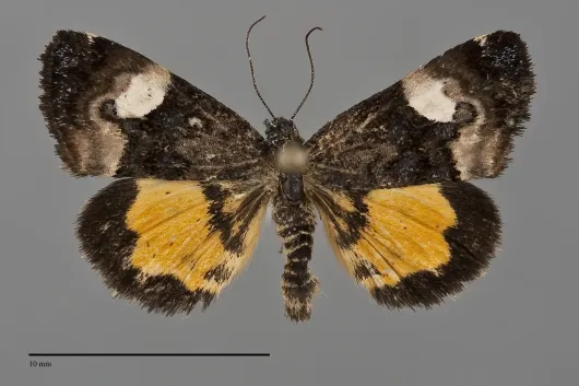 Annaphila lithosina