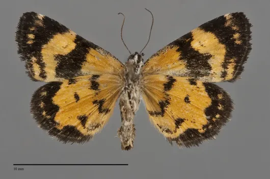 Annaphila lithosina