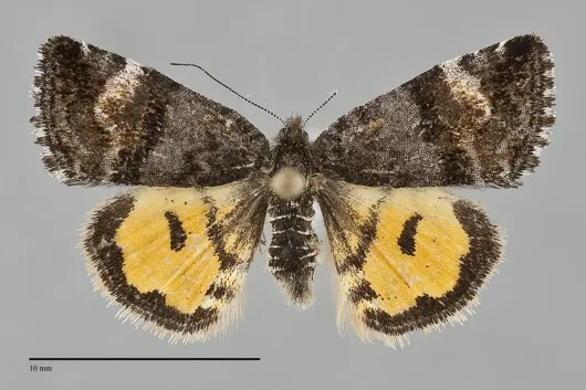 Annaphila macfarlandi