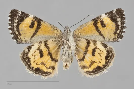 Annaphila macfarlandi