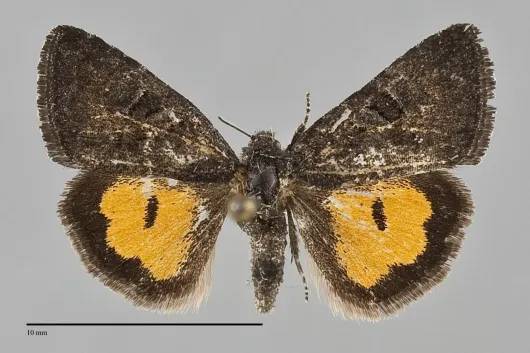Annaphila mera