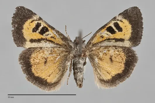 Annaphila mera