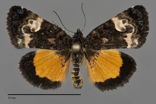 Annaphila miona