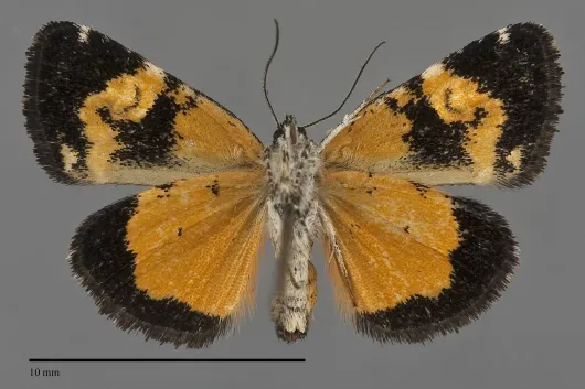 Annaphila miona