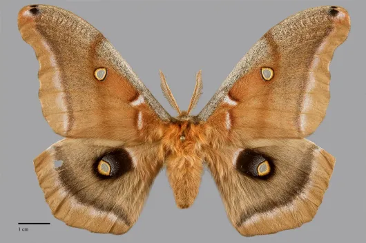 Antheraea polyphemus