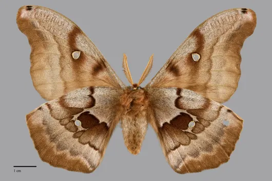 Antheraea polyphemus