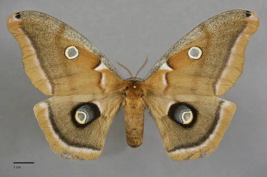 Antheraea polyphemus