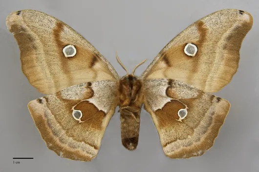 Antheraea polyphemus